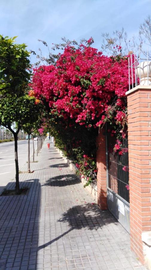 Estudio Comodo En Torrevieja Eksteriør bilde
